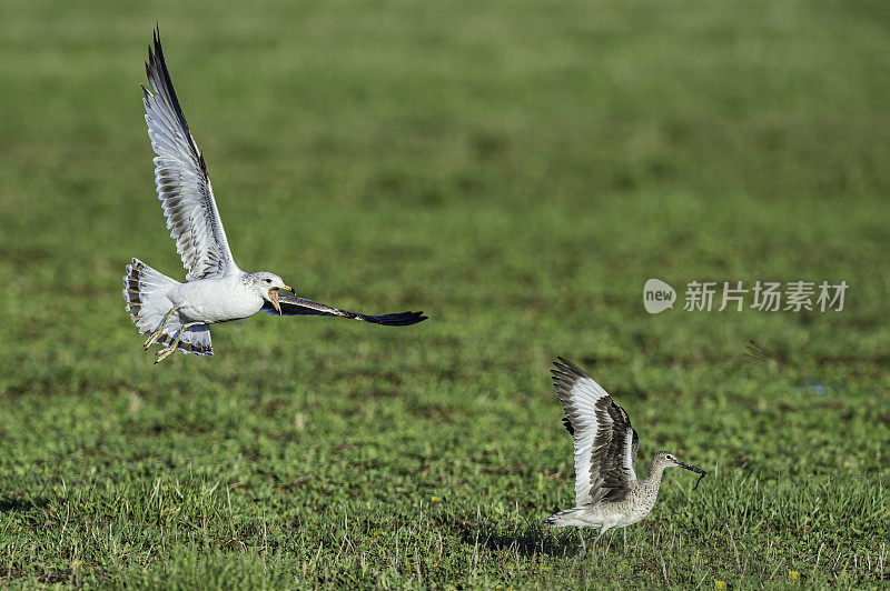 环嘴鸥(Larus delawarensis)是一种中型鸥。马勒尔国家野生动物保护区，俄勒冈州。鸻形目。鸥科。飞行。